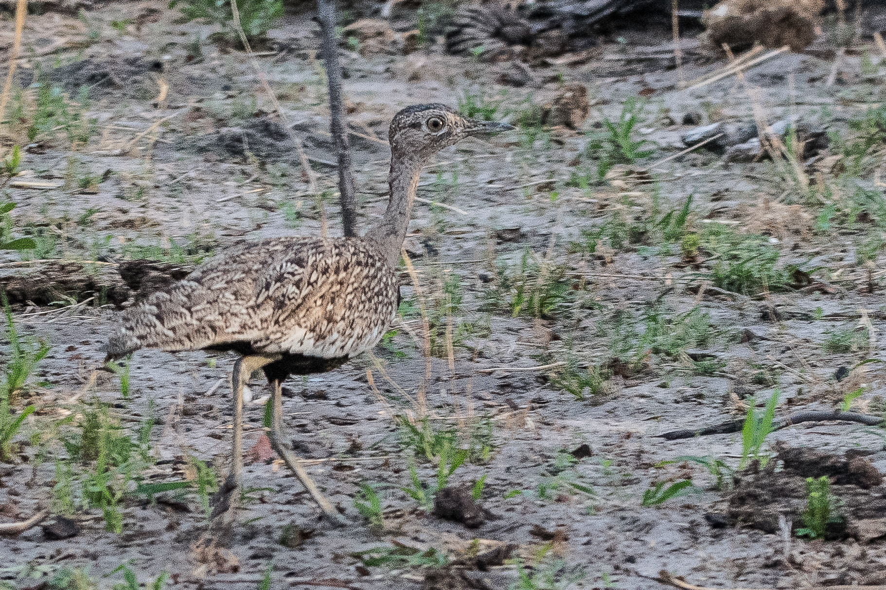 Outarde houppette (Red-crested korhaan, Lophotis ruficrista), femelle adulte, Kwando reserve, Delta de l'Okavango, Botswana.